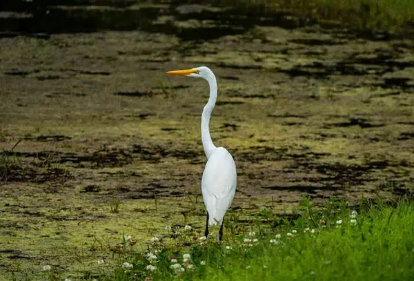 Detention Ponds Hold Temporarily